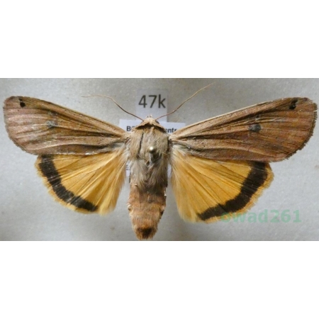 Noctua pronuba (Linnaeus, 1758) Rolnica tasiemka Czech47k